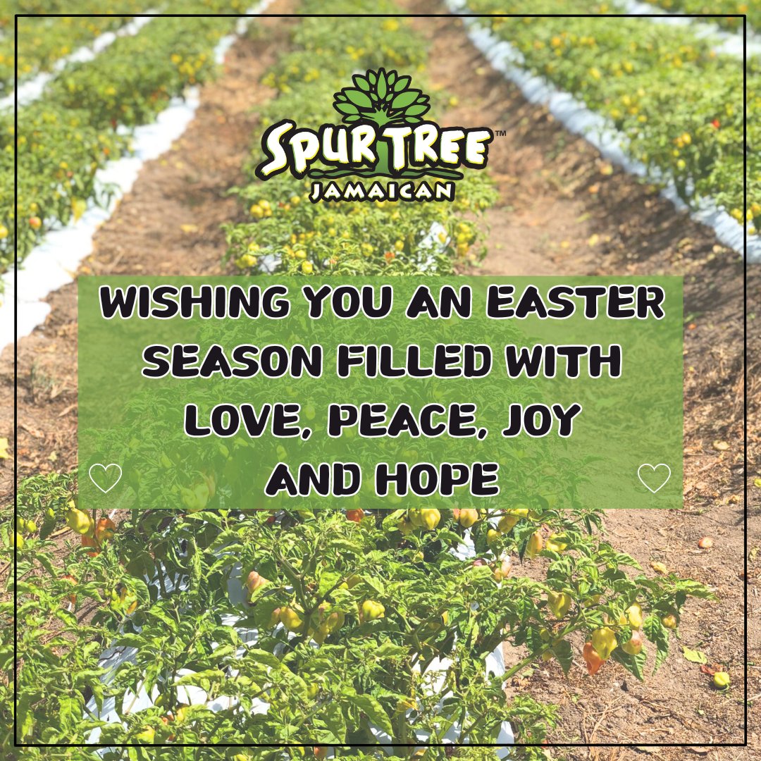 SpurTreeSpices's tweet photo. Wishing you and yours a Easter Season filled with love, peace, joy and hope 💚

#SpurTreeSpices #JamaicanSeasoning #JamaicanFarmers #JamaicaFood https://t.co/0oXdIkwT8k