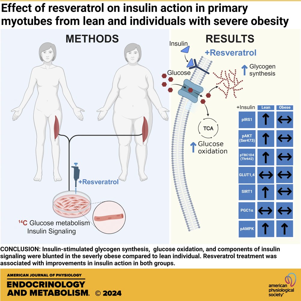 New in the #AJPEndoMetab March issue! Effect of #resveratrol on insulin action in primary #myotubes from lean individuals and individuals with severe obesity Sanghee Park et al. ow.ly/1pQ650R4YFu #glucosemetabolism #obesity