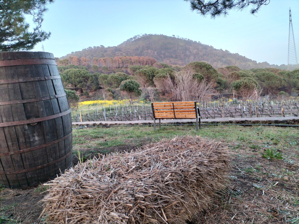 IreneAl22068702's tweet image. #montirossietnawines #organicwines #biodynamics #etna #volcanicwine