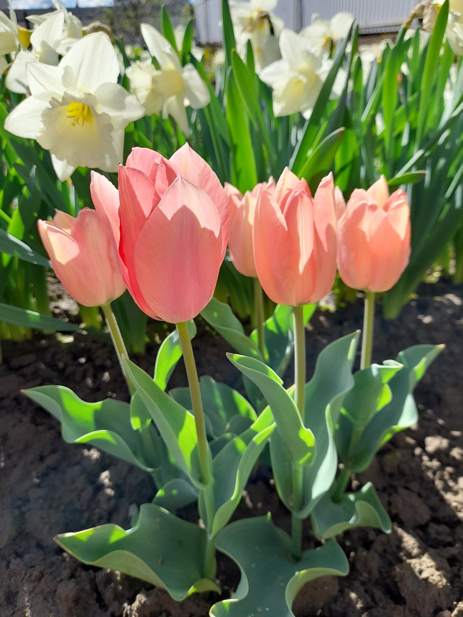 bysedd_y_blaidd's tweet photo. Y lliwiau mwyaf cain. Dicentra yw fy hoff flodyn yn ystod plentyndod. Ar y pryd, roedd y dicentra yn ymddangos mor ddirgel i mi. Dan ni'n ei alw "розбите серце" (calon a dorrwyd).
#iaith #yn_yr_ardd #garddio #cottage_garden https://t.co/SiYdJgYDZ7