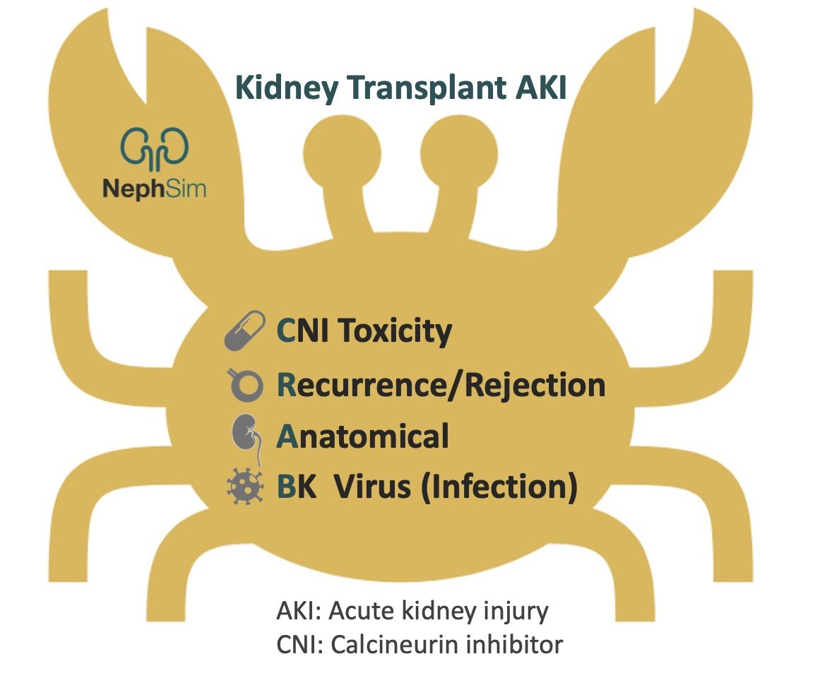 Acute #kidney injury (AKI) in a #kidneytransplant: 🦀🦀🦀 💊 C: NI toxicity/cancer ⚡️ R: ecurrence/rejection 🫘A: natomical 🦠 B: K virus/infection nephsim.com/image-gallery/ #Nephrology #FOAMed #MedEd