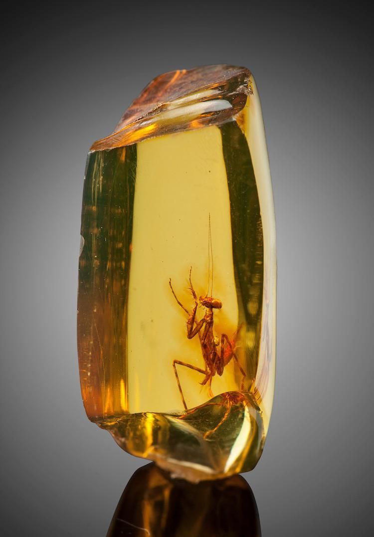 fasc1nate's tweet photo. A 30 million year old praying mantis embedded in amber. https://t.co/JhwvdZd8ki