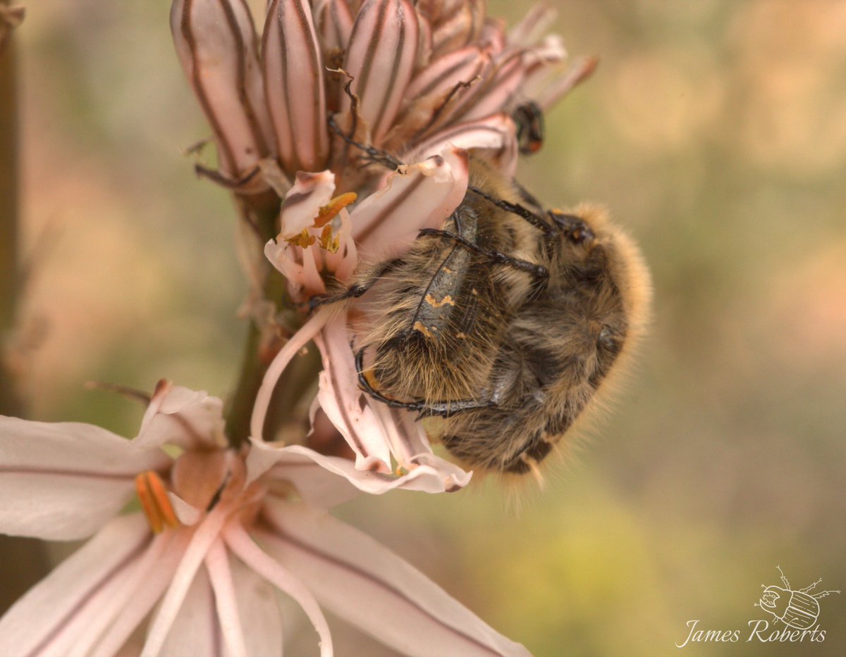 A pair of hairy rose beetles (Tropinota squalida) from Mallorca #beetle #nature