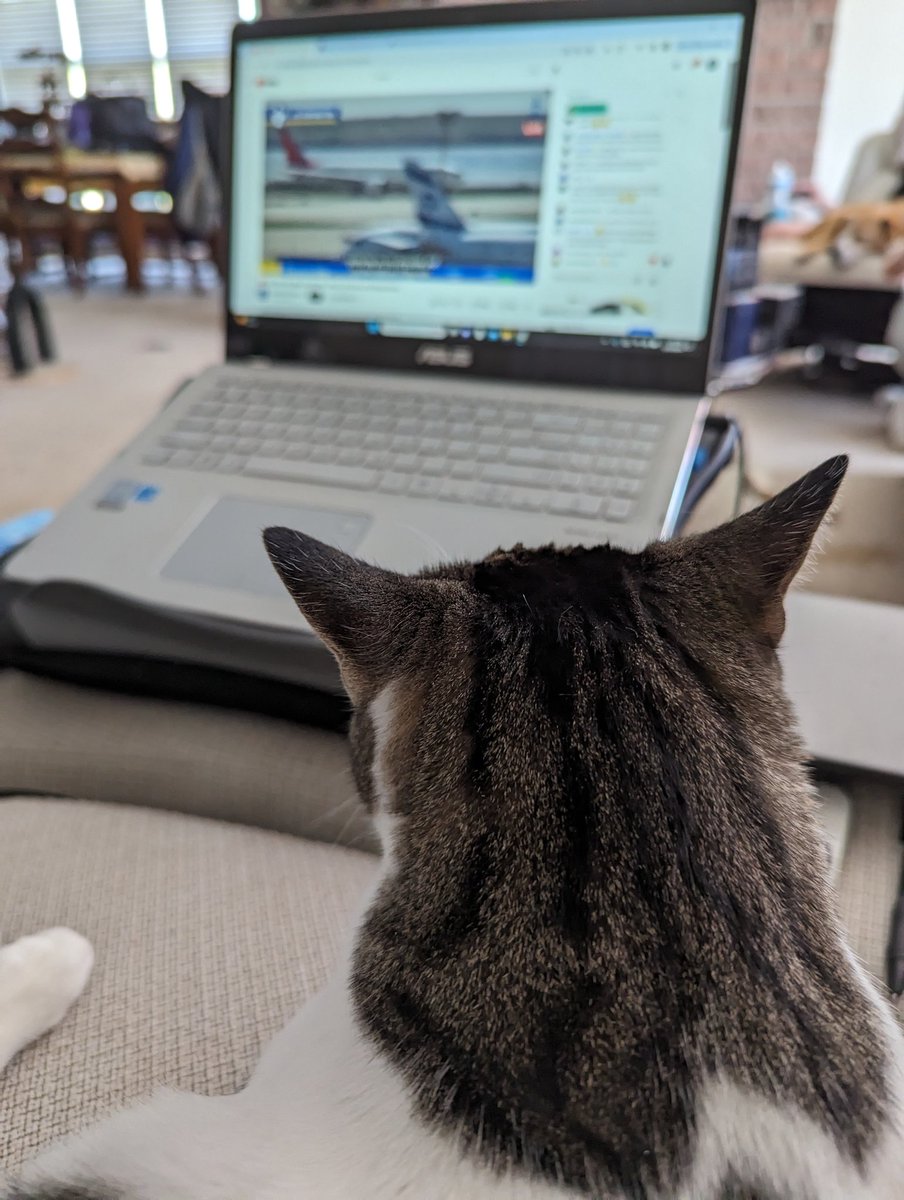 kikiher33's tweet photo. @airlinevideos JJ is watching y'all at JFK with me today. https://t.co/xvofSAFcCT