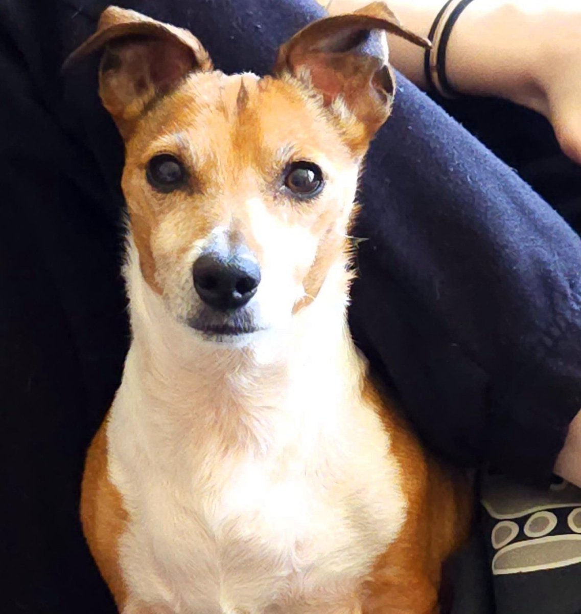 Meet Binky 💜 Binky is an 11 years old Jrt who has just arrived in Oldies Club care. She will be under assessment for at least the next few weeks in her foster home in Berkshire. Once fully assessed and ready for rehoming a full writeup will feature on our website.