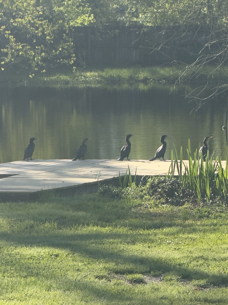 Five Cormorants have decided to fish on my pier.