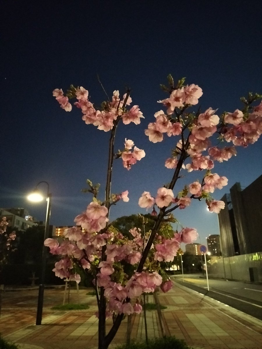 本日は年度末で、市職員さんも4/1〜異動となります
私が市議になってとてもお世話になっていた議会事務局の局長や次長、課長も一気に異動となってしまいました😭色々初めてで不安だった時優しく支えてくださった皆さん、１日からいらっしゃらないと思うとさみしくて😭でも、来年度も頑張ります🥹