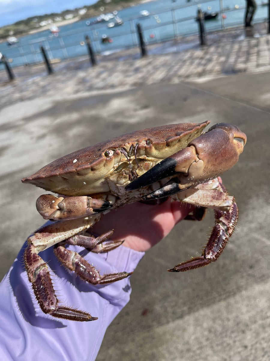 Then on the boat on the way back we picked up a few crab pots that had been set in advance to see what we’d caught! We had a nice mix of crabs as well as a couple of lobsters, including a huge female with eggs! We measured and weighed them all before releasing back to the sea 🦀