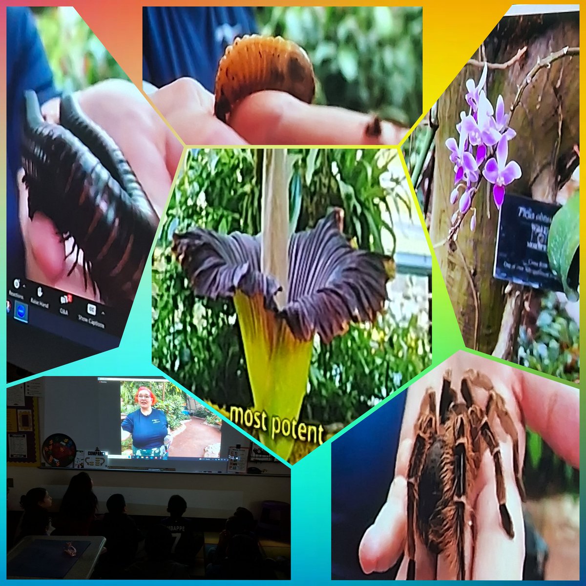 Tiffany_Lee_7's tweet image. My 3rd graders &amp;amp; I learned a lot &amp;amp; ❤️ this experience: Remarkable Replica Rainforest. The kids were super excited when our questions were answered LIVE. Thank you @hmns &amp;amp; @Region4ESC #RedBluffElementary Great kick off to our plants &amp;amp; animals w/in ecosystems unit. @PISDScienceK_4