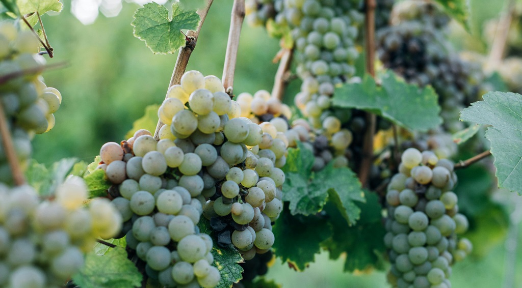 SMU Faculty of Arts (@smarts_smu) on Twitter photo The provincial government recently paused a new wine subsidy program amid concerns from the local wine industry. Dr. @gavinfridell of <a href="/smuhalifax/">Saint Mary’s University</a> weighs in on the controversy in this recent <a href="/CBCNS/">CBC Nova Scotia</a> radio chat: loom.ly/6P0WDDM #SMUGlobalDevelopmentStudies #artswithimpact The provincial government recently paused a new wine subsidy program amid concerns from the local wine industry. Dr. @gavinfridell of <a href="/smuhalifax/">Saint Mary’s University</a> weighs in on the controversy in this recent <a href="/CBCNS/">CBC Nova Scotia</a> radio chat: loom.ly/6P0WDDM #SMUGlobalDevelopmentStudies #artswithimpact