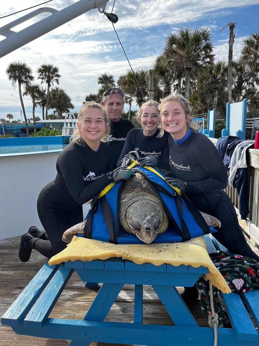 Rocky, la Tortuga Marina que encanto nuestros corazones. Llegó a Marineland en 2014, herida por una hélice de barco. Nuestros Especialistas y Veterinarios no dudaron en ayudarla, y hoy, Rocky no solo ha sanado por completo, sino que también ha donado su sangre para salvar a otras