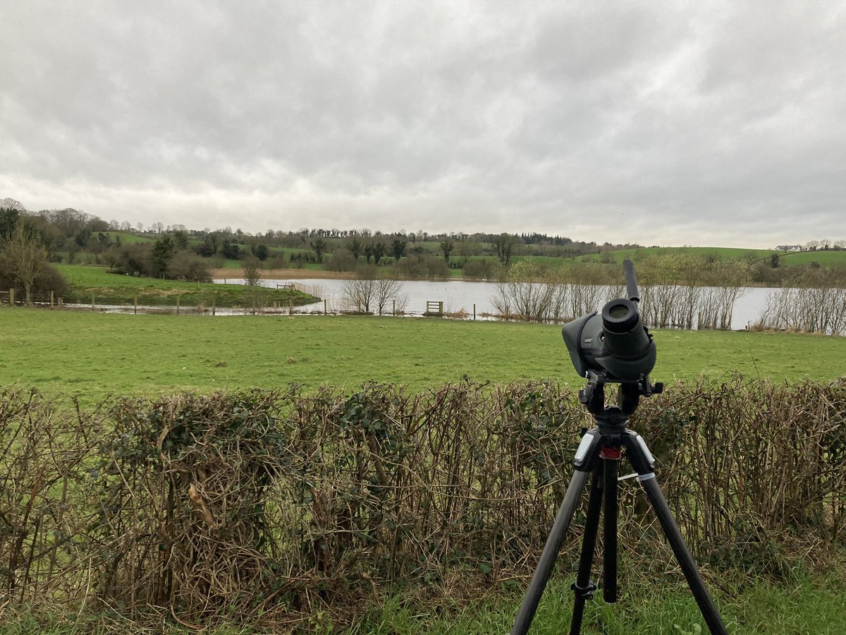 I haven’t blogged in ages but this might be of interest to some. This plumage was one of my most wanted finds and after scanning countless aythya ducks over the last few winters, it finally happened! 1w female Lesser Scaup on Monalty Lough. tinyurl.com/yc4afvcy