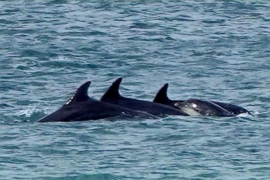 Some of a pod of Bottlenose Dolphins off Ballycastle this afternoon. Record shot as they were quite a distance out but still excellent to see ❤️😍 #NaturePhotography #Dolphins #coast