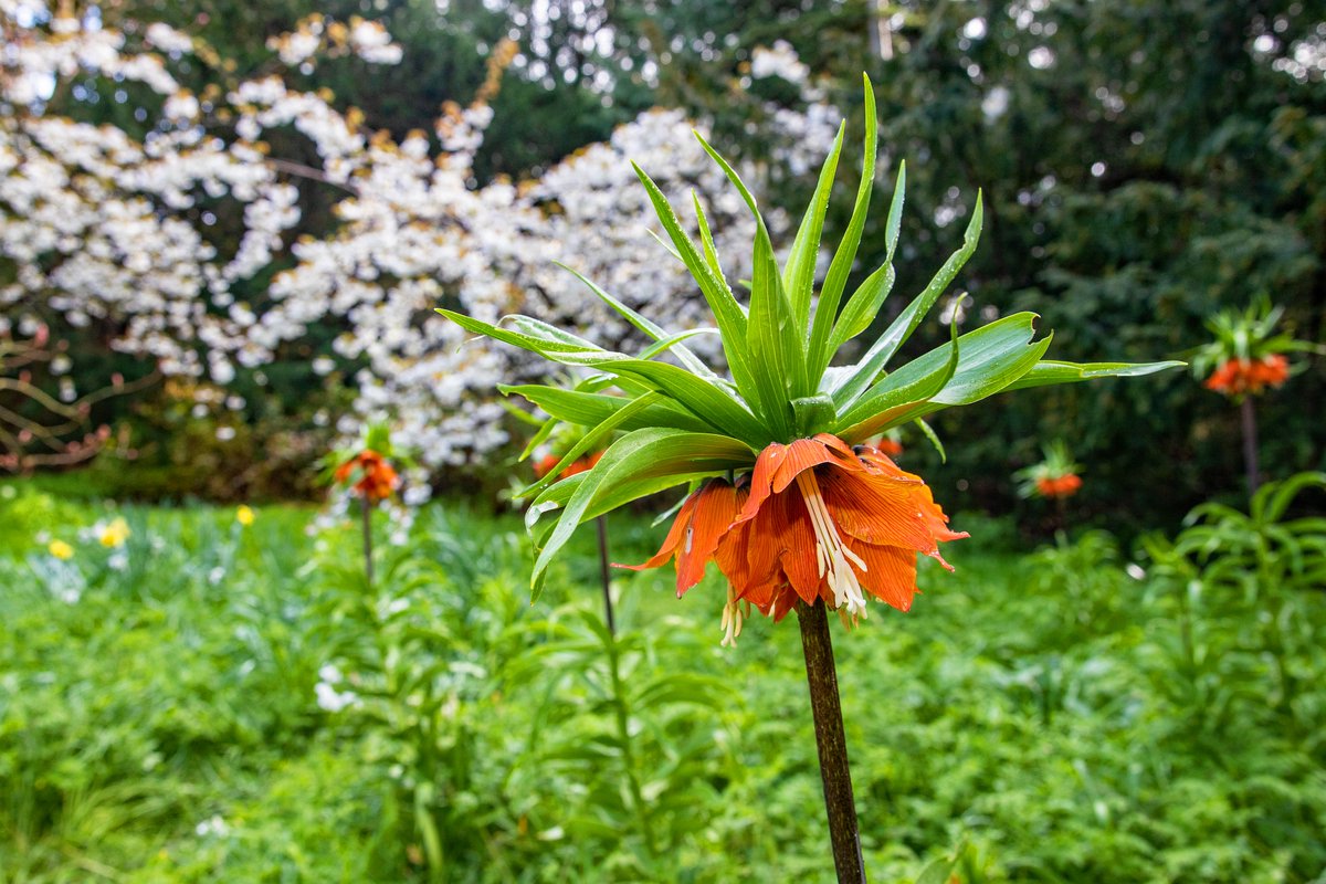 We've decided to run our specialist daffodil tours (bit.ly/AA-Daffodil-to…) for just one more week until Sunday 7 April🌼 Join our garden guides to see Anglesey Abbey's #spring highlights every Monday to Friday from 8 April 📷 NT/ Mike Selby