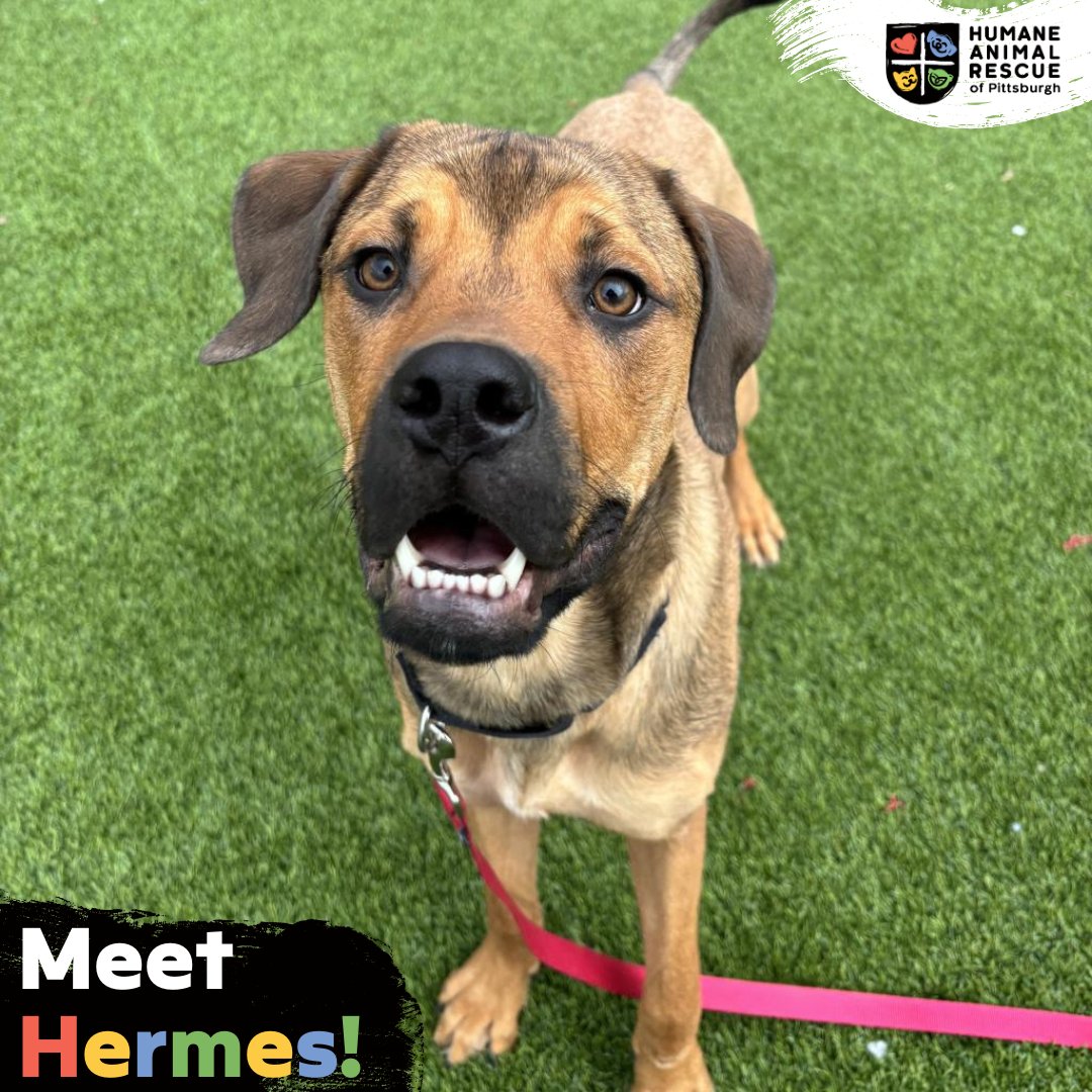 In Greek mythology, Hermes is the messenger god who helps guide souls - this Hermes is looking for some guidance to his forever home! An adorable 10-month-old mixed breed at the @HARPSavesLives East Side shelter, he really likes other dogs! ow.ly/Im7z50R4Tet
