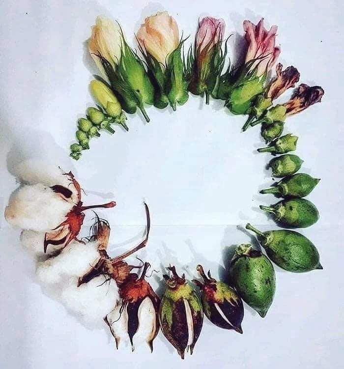 PacoCampagna's tweet photo. Il ciclo vitale del cotone.
Il "cerchio della vita" ❤ https://t.co/d751boh8Wq