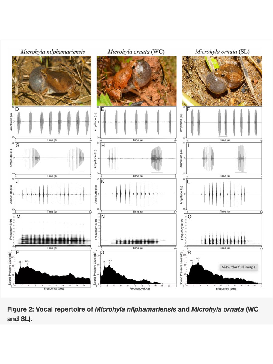 Excited to share our latest publication on #vocalbehaviour of #Microhyla’s from #IndianSubcontinent published today in <a href="/PeerJLife/">PeerJ - the Journal of Life & Environment</a> peerj.com/articles/16903 #AnimalBehavior #Biodiversity #Zoology #frogs #amphibians #bioacoustics