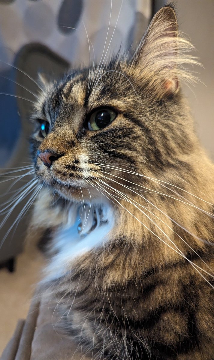 Happy Friday everyone 😻❤️ #CaturdayEve #fridayvibes #cat #cats #CatsOfTwitter #CatsOfX #catsofinstagram #TABBY #tabbytroop #floof #fluff #earfluff #catoftheday #AdoptDontShop #fosterfail #selfie #closeup #rescuecat #rescuekitty #model