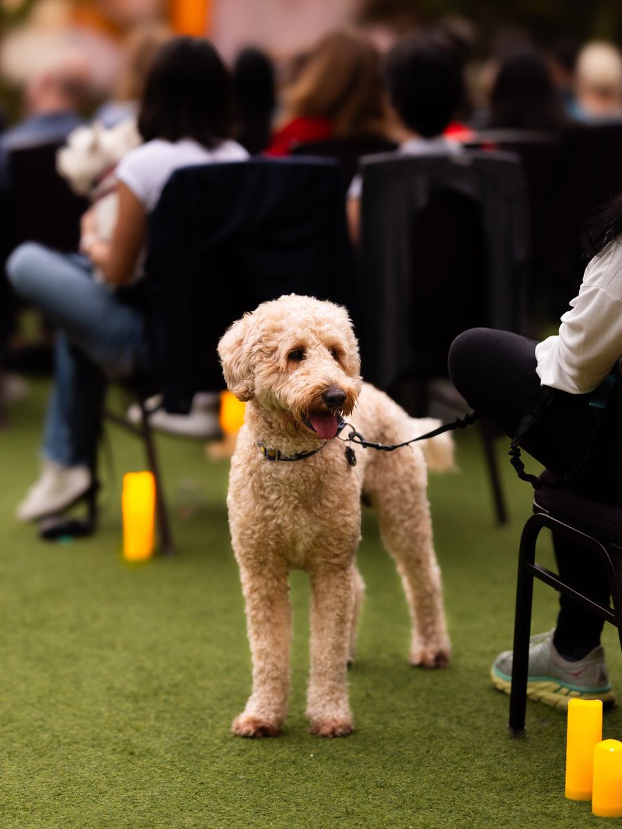 Have you ever seen a dog-friendly concert? 🕯🎶🐶
