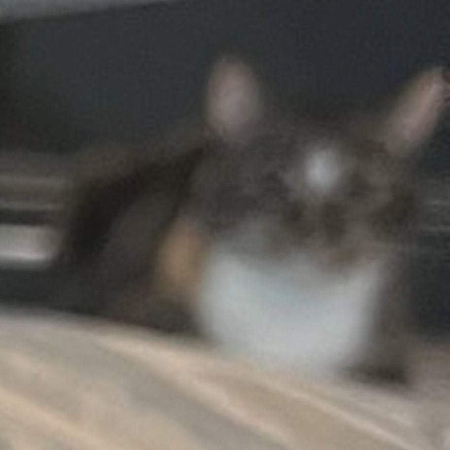 dream as cats tweet media