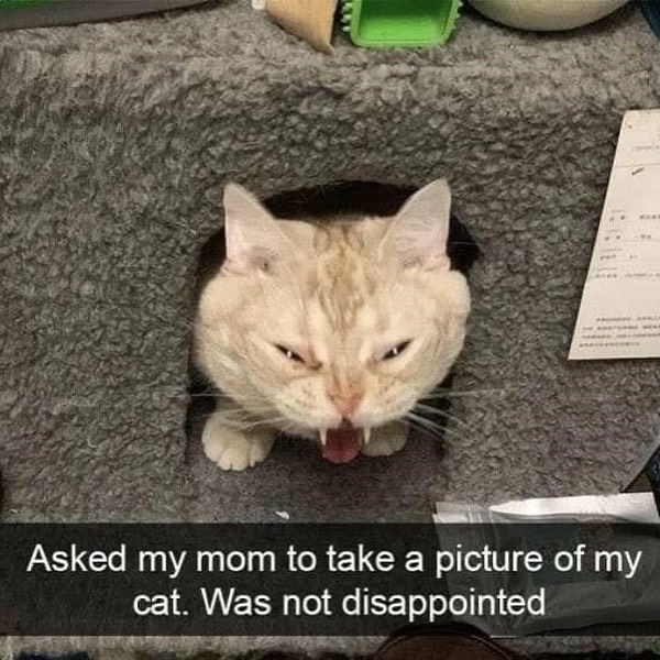 Punch Cat tweet media