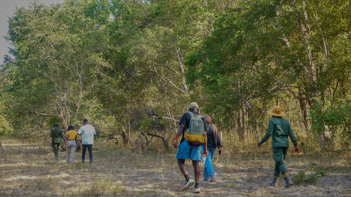 WalterWanye's tweet photo. Discover the Magic of Camping at @MolePark...👇
https://t.co/Zp0VlmDlAs

#TOURGUIDE #Backpackers #camping #tourism #NatureTherapy https://t.co/YKvqQ05ai3