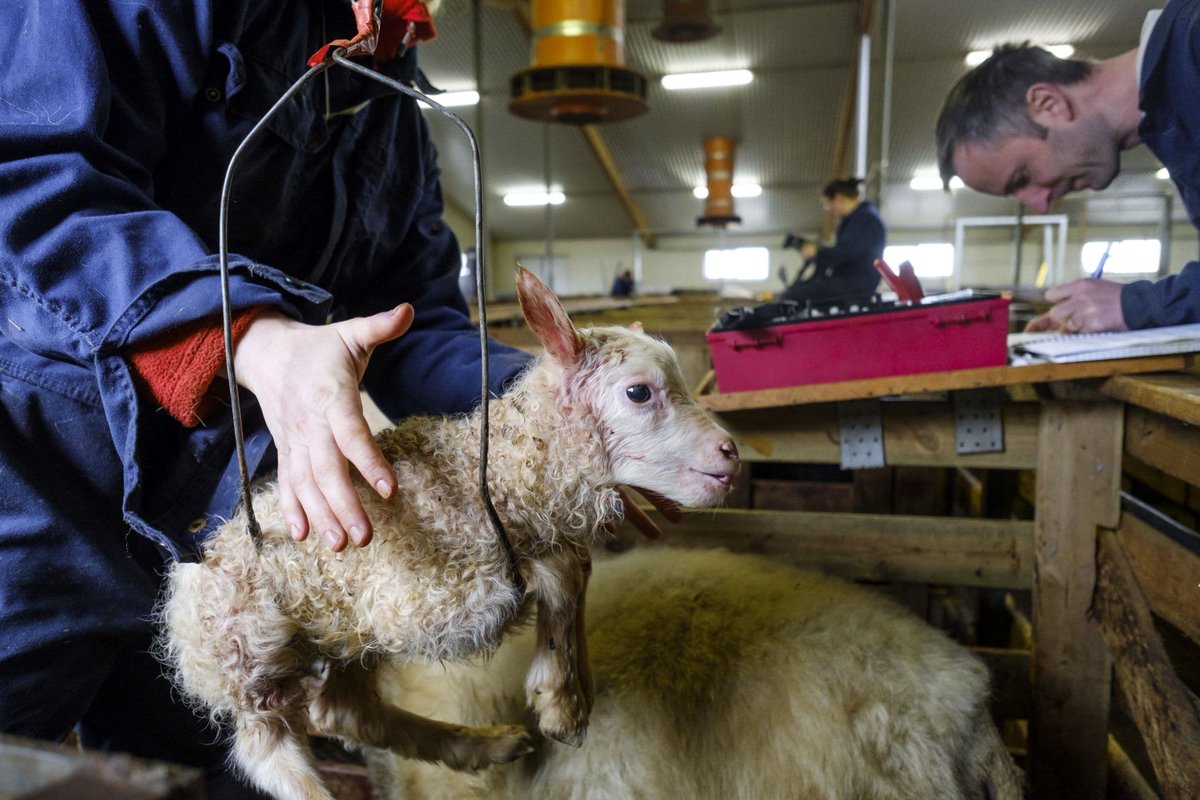 “To my mind, the life of a lamb is no less precious than that of a human being. I hold that, the more helpless a creature, the more entitled they are to protection by man from the cruelty of man.' Mahatma Gandhi Thread...1/2