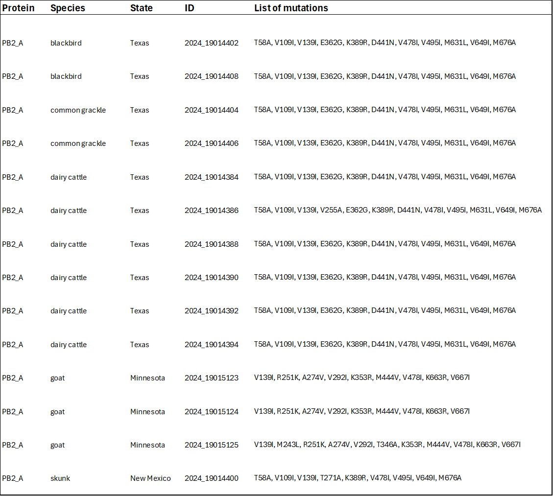 RajlabN's tweet photo. Avian Flu Clade 2.3.4.4b update

Looked at newly uploaded sequences (GISAID) from Dairy Cattle and birds from Texas 

Dairy Cows, Blackbirds and Common Grackle have similar mutation pattern

Likely source?

1/n https://t.co/EMIOscDdfR