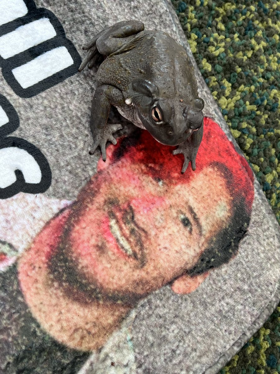 cloakbrand's tweet photo. Kermit no longer has to piss all by himself 😌 and you shouldn’t either! Markiplier will gaze at you from the floor below as you relieve yourself 😀 https://t.co/4fNsxTejai