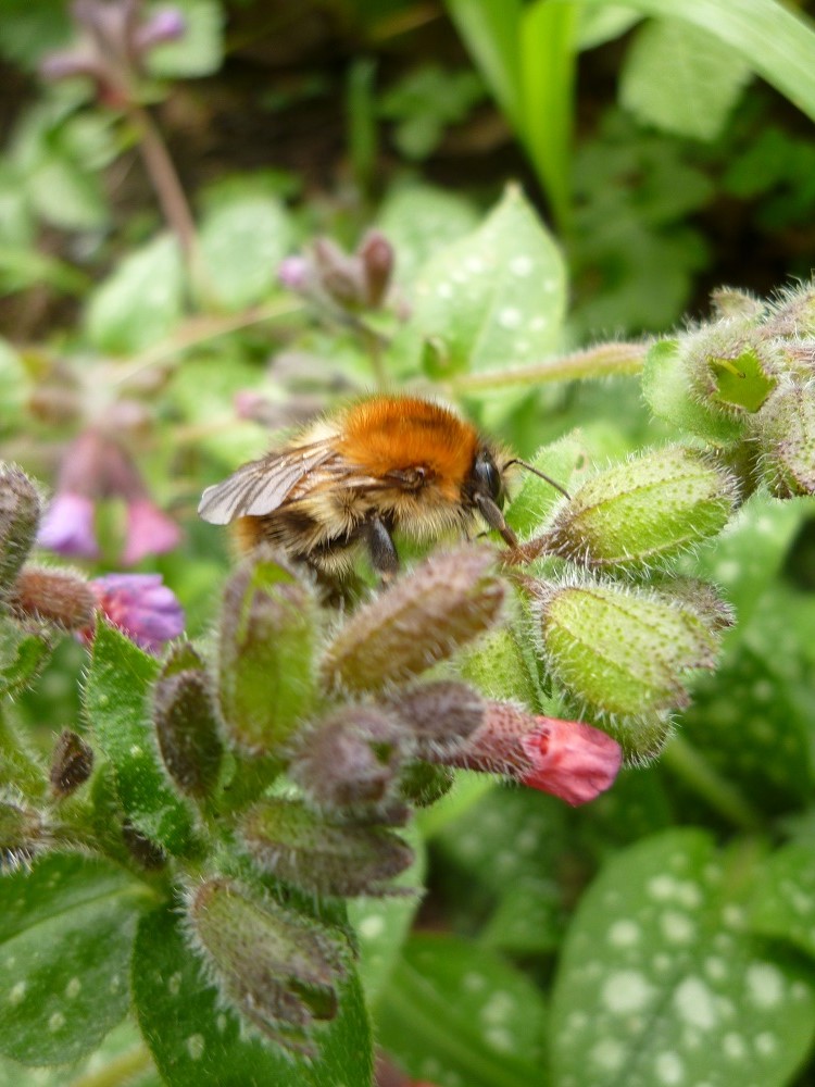 Carder bee looking for the flowers on pulmonaria, seen in Penn Road Gardens, N7
