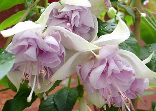 heartipink's tweet image. more flowers