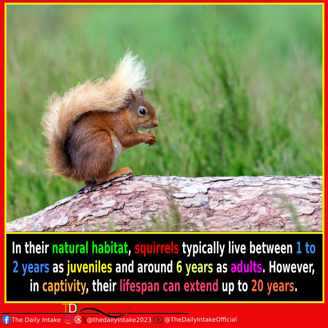 Life's Wild Ride: Squirrels 🐿️ #SquirrelLife #WildVsCaptive #LongevitySecrets #NatureFacts #AnimalLifespan #WildlifeWednesday #TheDailyIntake