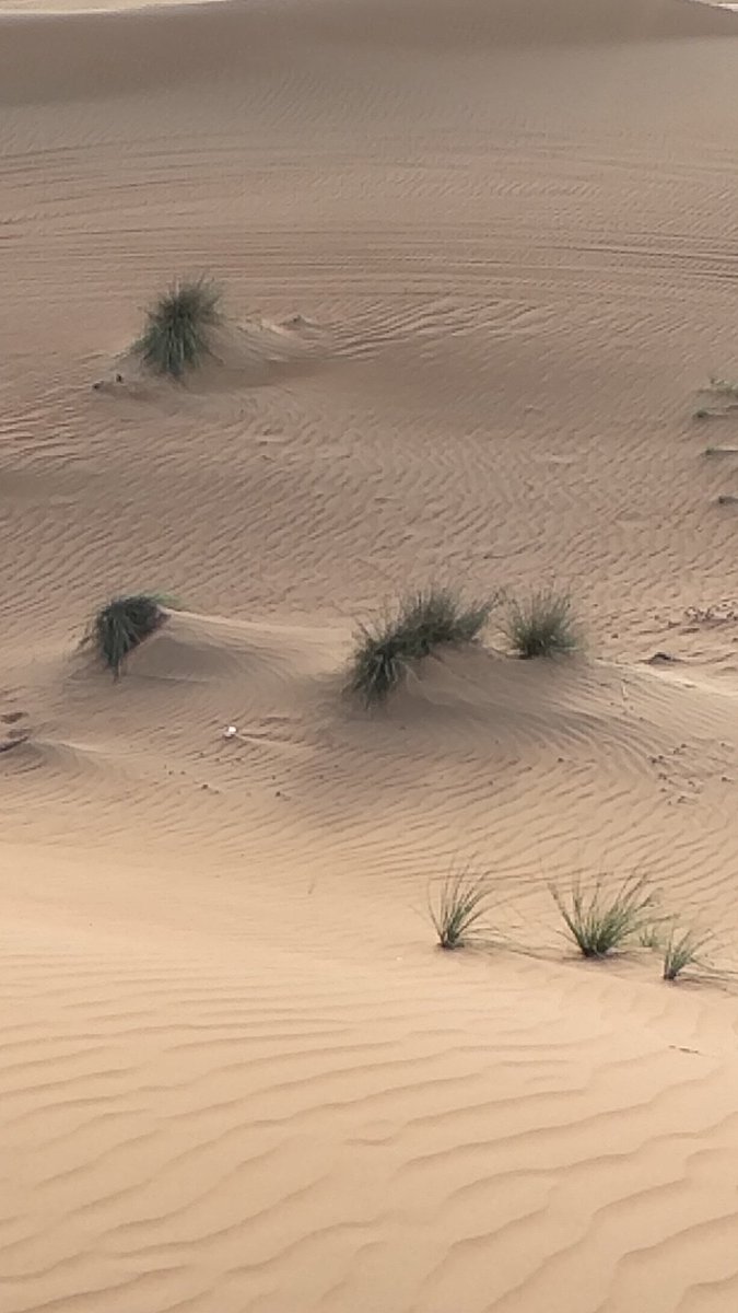 #SunsetVibes  #sunsetphotography #sunset
#gratitude #Oman #Desert #dunes My travels #Arabia