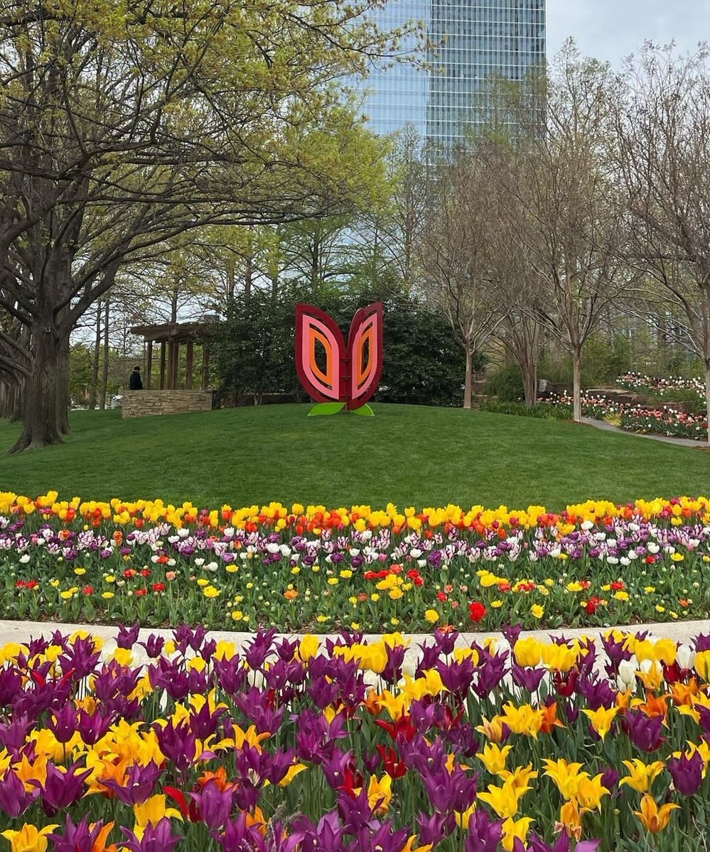 Tulip Festival at Myriad Botanical Gardens starts TOMORROW! March 30 and 31 from 10 am - 5 pm. We are so excited to unveil this year’s signature tulip art by Paul Bagley at @designsilo. We love that the sculptural and architectural nature of this striking 8’ piece is open to many…