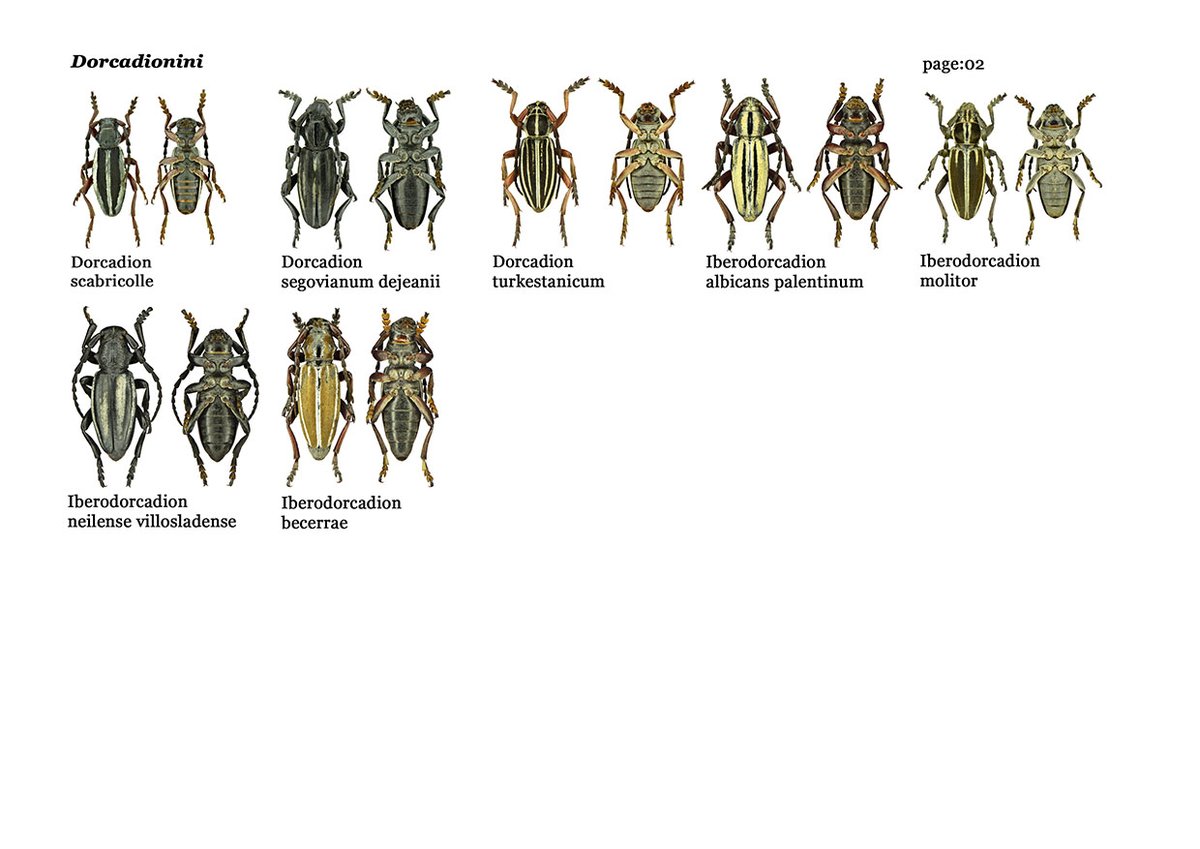 My digital collections of
Cerambycidae- Dorcadionini
2021 - 2023
