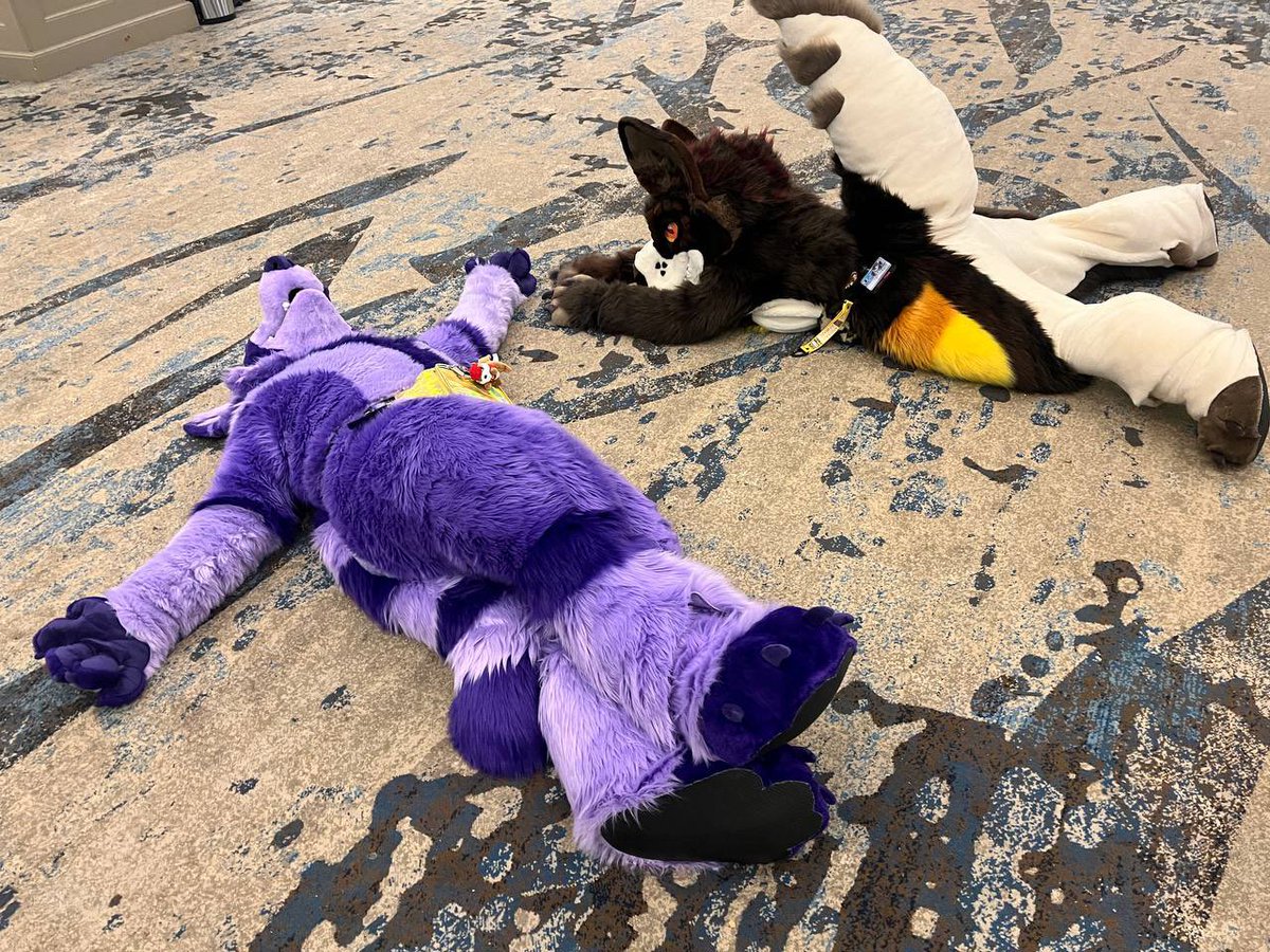 Now that I actually have proper pics I can legit do a happy #FursuitFriday !!! Just a big purple raccoon strolling around TFF with @DinosaurDoggy 💜💜