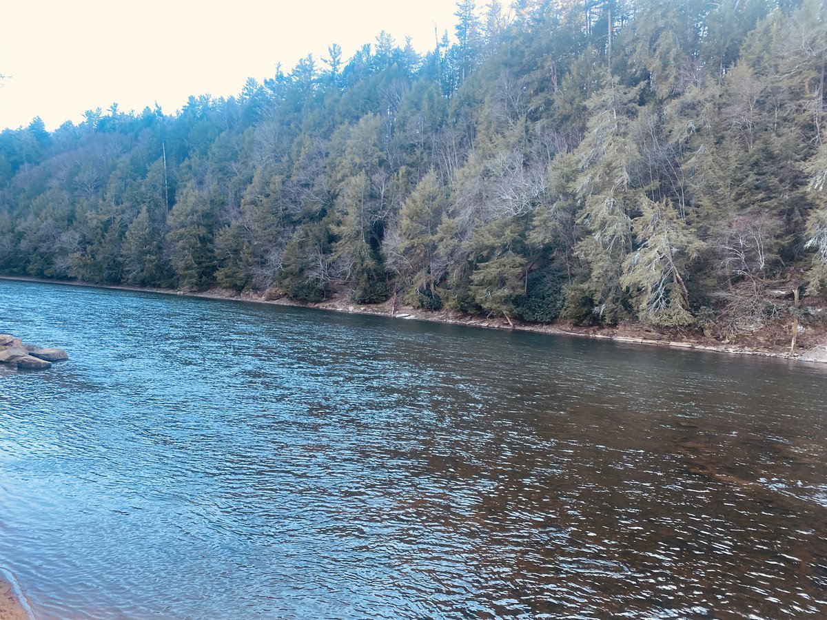 TonyMel13027869's tweet image. A little relaxation in the Forest. #CookForest