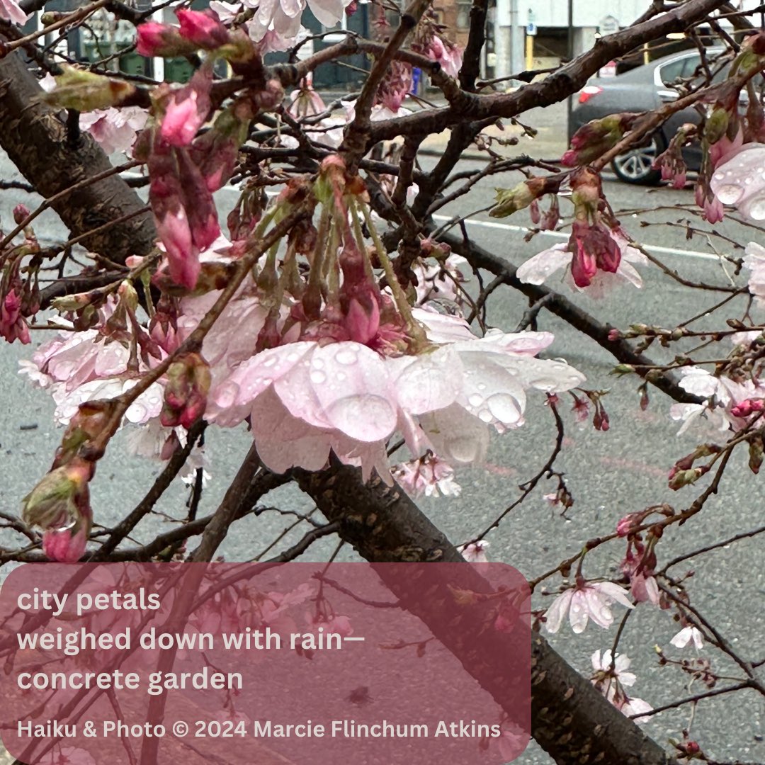 March has been rainy! Here was one of my rainy haiku. My #poetryfriday post is all about the books I read and the indie bookstores I visited this month: marcieatkins.com/2024/03/29/mar…