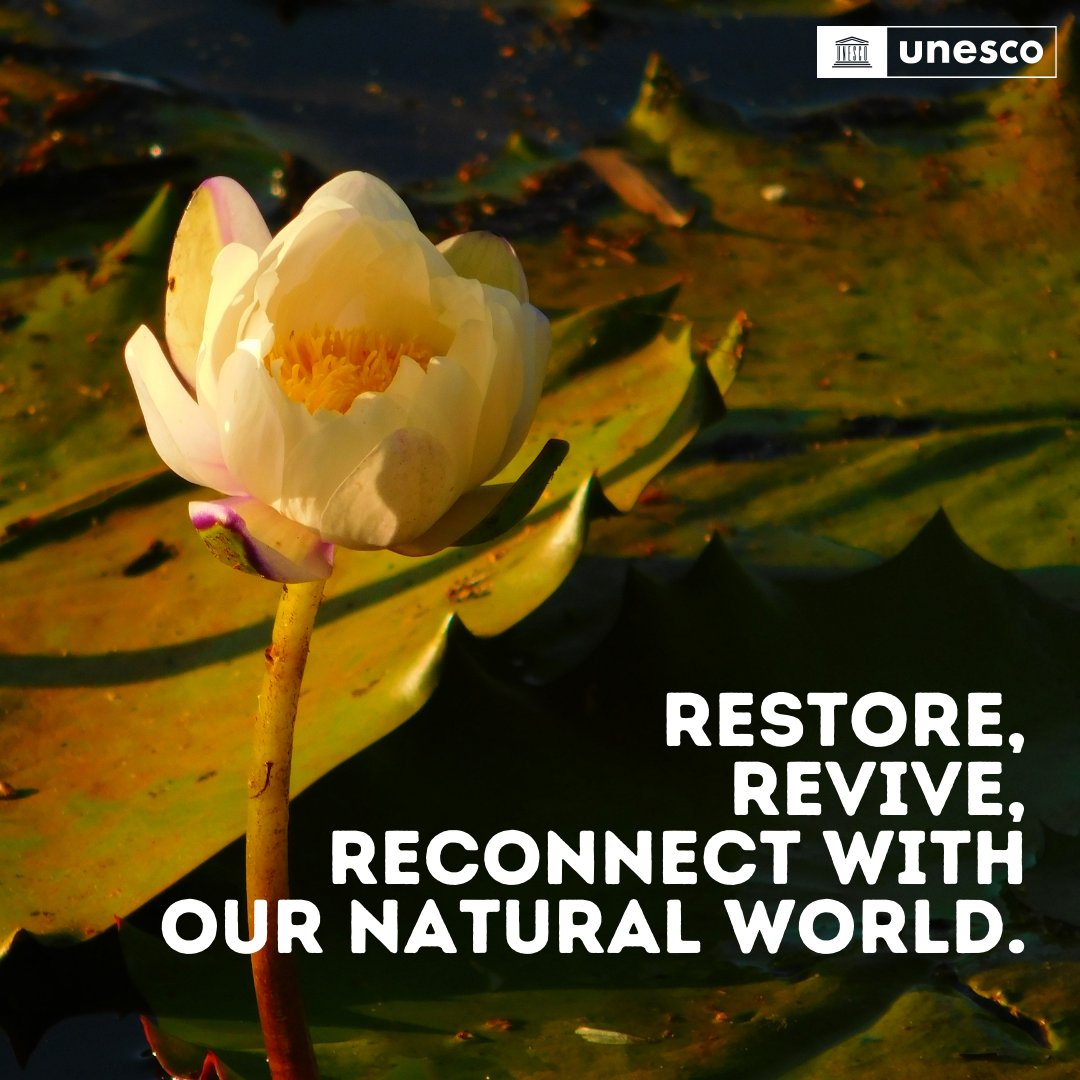 UNESCO's tweet photo. Pause for a moment and observe: biodiversity surrounds us!

... But this could all disappear.

The urgency to protect our natural world looms large as we witness alarming rates of species extinction and habitat destruction.

Let’s act now #ForNature.

https://t.co/aJkwsSC7SJ https://t.co/uTSIMQYLaP