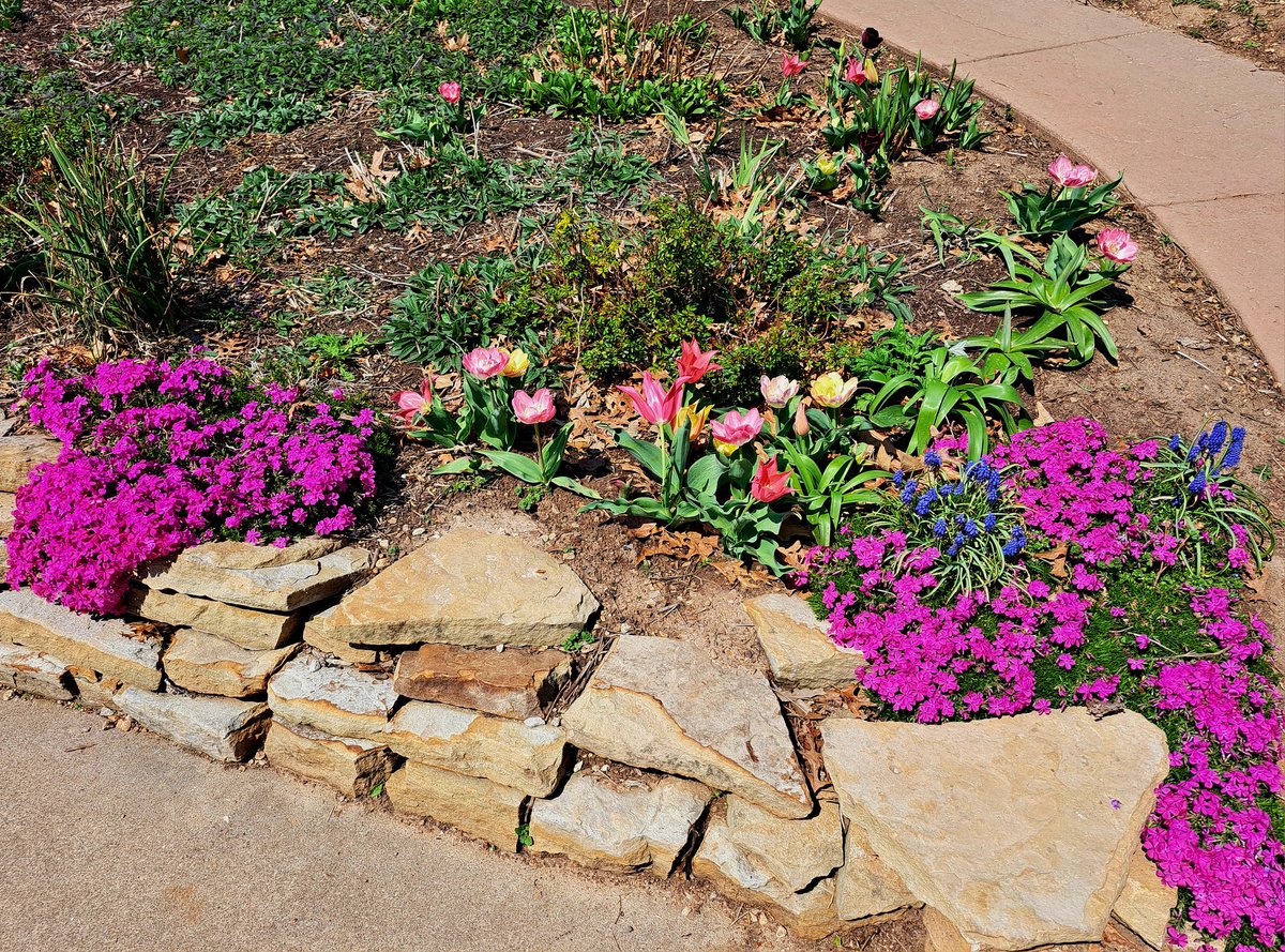 GermJuggler's tweet image. Nice afternoon  trip to #SpringfieldMO. Lovely afternoon to stroll the botanical gardens and enjoy the Spring flowers.
