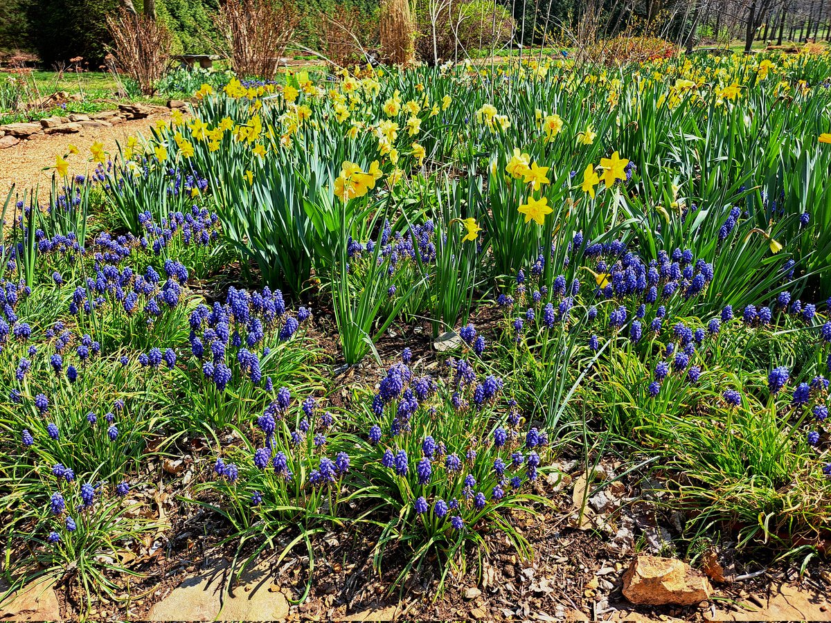 GermJuggler's tweet image. Nice afternoon  trip to #SpringfieldMO. Lovely afternoon to stroll the botanical gardens and enjoy the Spring flowers.