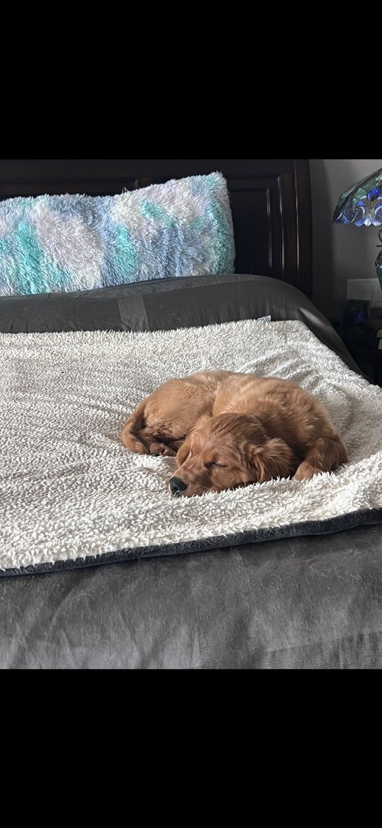 SLBake1031's tweet photo. Maverick has learned to hop up on the bed to join the big boys! #vertical #leaper #learningtheropes https://t.co/qq5xathqjA
