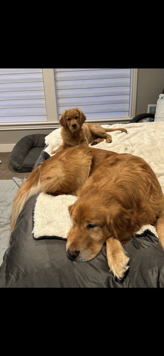 SLBake1031's tweet photo. Maverick has learned to hop up on the bed to join the big boys! #vertical #leaper #learningtheropes https://t.co/qq5xathqjA