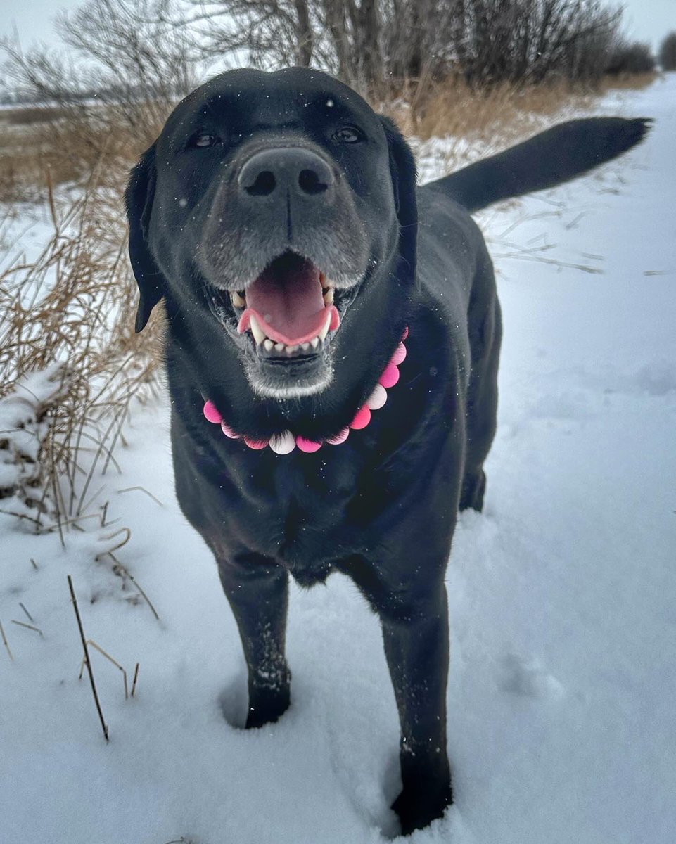 The calendar says it’s #Easter , but it feels like Christmas. #merryeaster Photo 1. How all humans felt this morning,waking up to a fresh dump of snow VS Photo 2. How the dogs feel about it. #GoodFriday #snowdog #snowbunny #Saskatchewan @weathernetwork