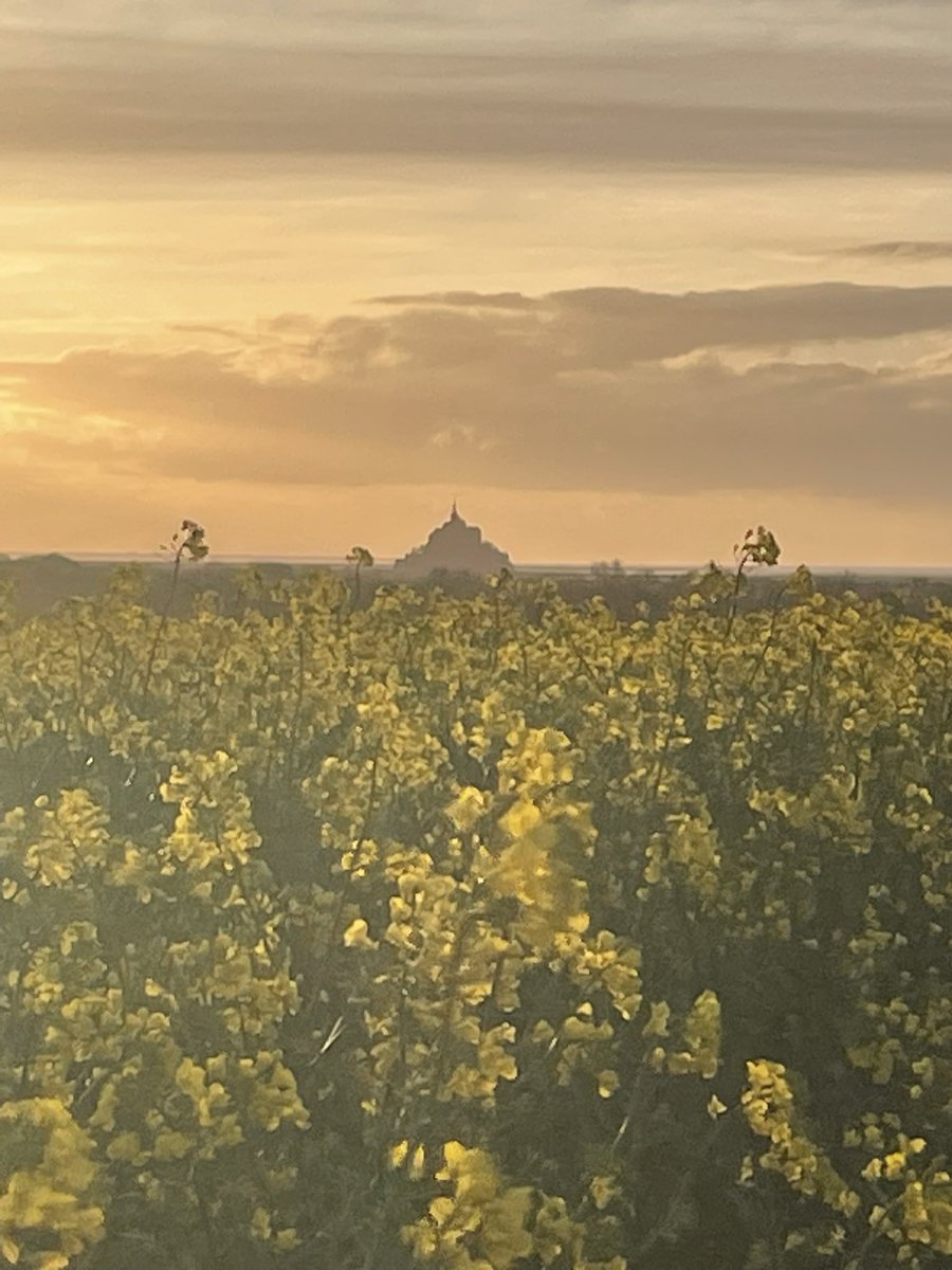 Escapade dans le colza . Joli monument en toile de fond #montsaintmichel