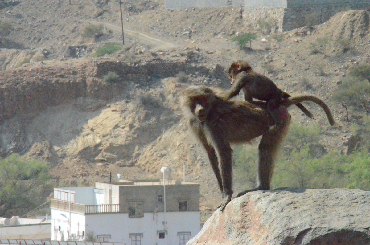 YouTube4animal's tweet photo. monkey 🐒 baboon
#baboon2wild #monkey #Animal4travel #monkeys
#youtubeshort #youtubeshorts #cutest2animal
#baboons #baboon https://t.co/Pn4Fajezmd