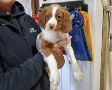 memheller's tweet image. Everyone, meet Berry the Brittany! He comes home in a couple weeks