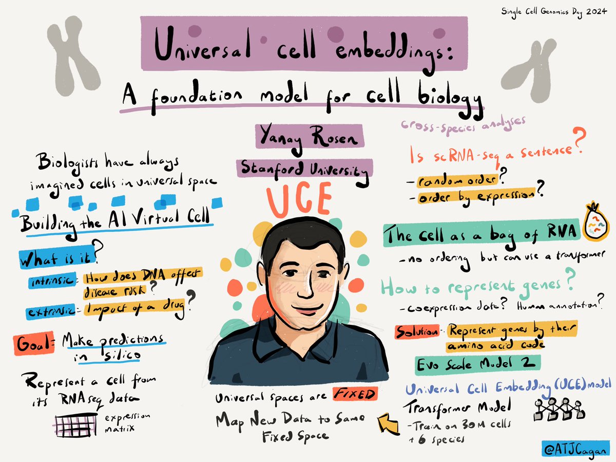 Talk by @YanayRosen on Universal Cell Embeddings - a foundation model for cell biology #singlecellgenomicsday