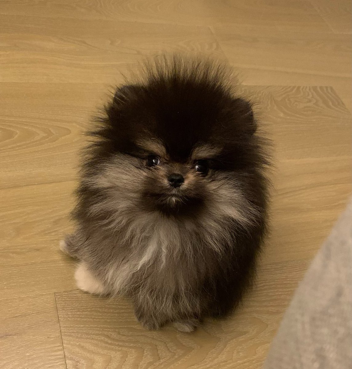 Francisco Gordillo tweet media