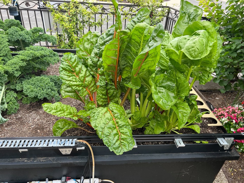 Check out this huge harvest of Rainbow Chard 🥬 from #FarmBot forum user John_D who has one of our original Genesis v1.2 bots. Looking great John! See the original post at forum.farmbot.org/t/can-i-have-l…